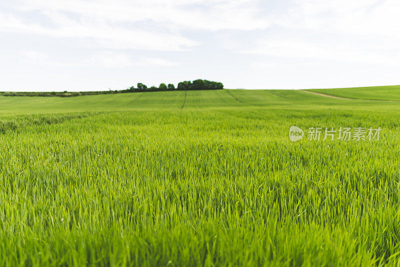 Val d'Orcia山坡在托斯卡纳